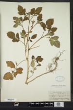 Solanum tuberosum image