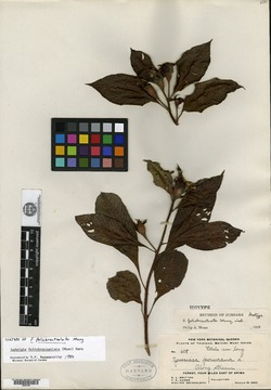 Ludwigia foliobracteolata image