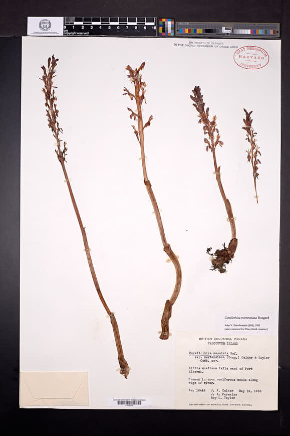 Corallorhiza mertensiana image