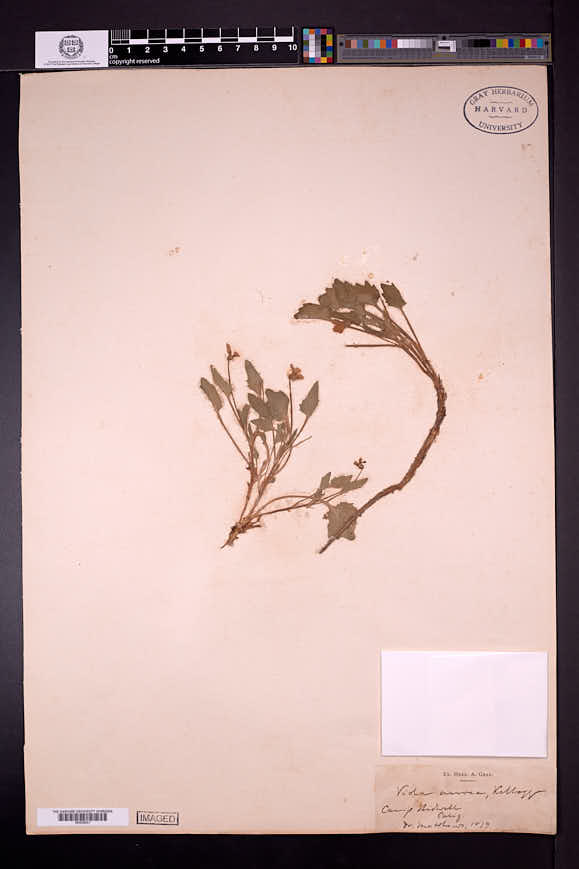 Viola aurea image