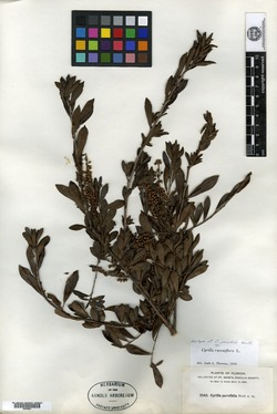 Image of Cyrilla parvifolia