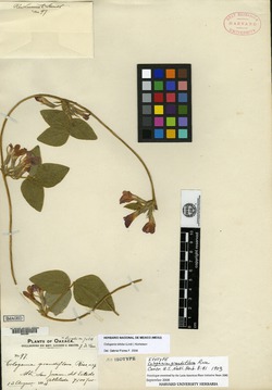 Cologania grandiflora image