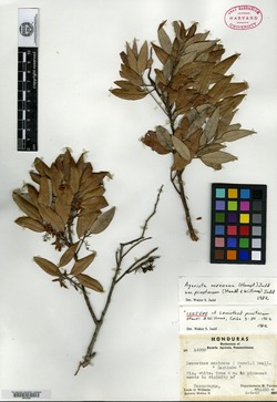 Image of Leucothoe pinetorum