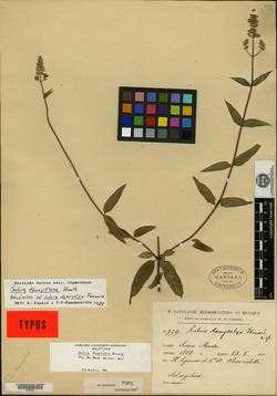 Salvia dasycalyx image