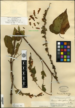 Image of Salvia adenophora