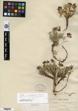 Image of Trifolium anemophilum