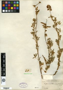 Image of Lupinus canus