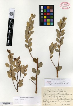 Image of Lyonia tinensis