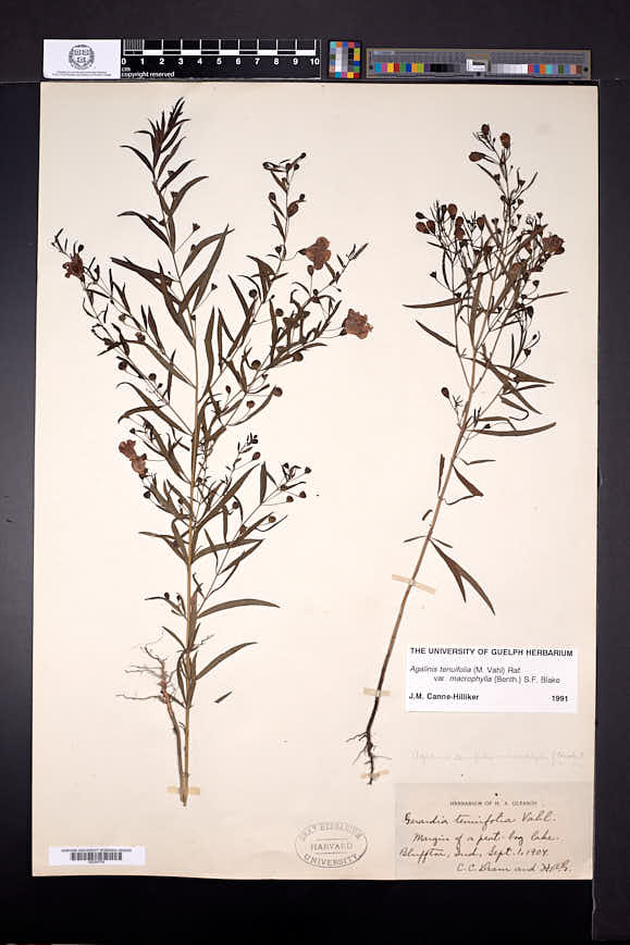 Agalinis tenuifolia var. macrophylla image