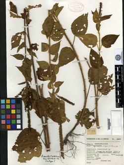 Image of Acalypha erecta
