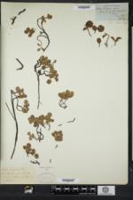 Salix herbacea image