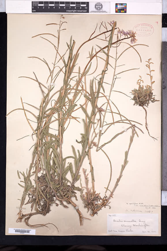 Arabis sparsiflora image