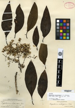 Neomirandea araliifolia image
