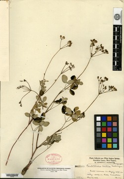 Pseudotaenidia montana image