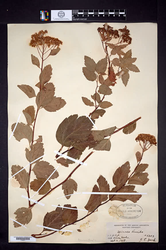 Spiraea betulifolia var. lucida image