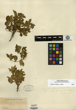 Image of Pombalia verbenacea