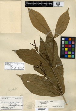 Image of Rinorea deflexiflora