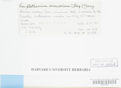 Homalothecium aureum image