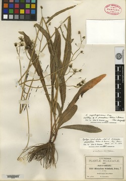 Hieracium prionobium image