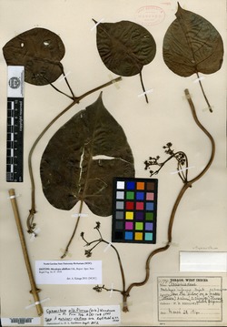 Image of Metalepis albiflora