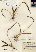 Bulbophyllum cirrhosum image