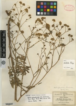 Image of Bahia glandulosa