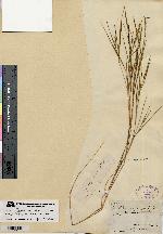 Dichanthelium aciculare var. ramosum image