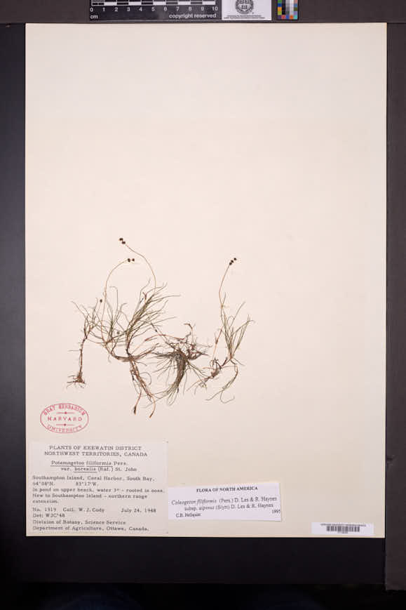 Stuckenia filiformis subsp. alpina image