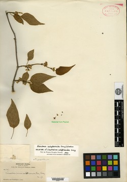 Image of Marsdenia astephanoides