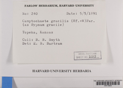 Fallaciella gracilis image