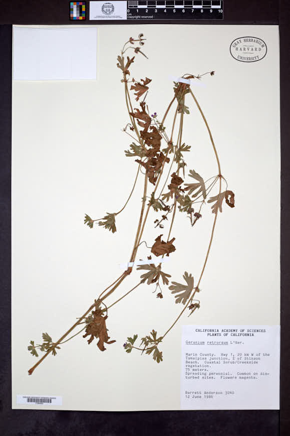 Image of Geranium retrorsum