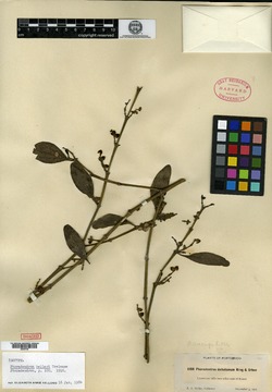 Image of Phoradendron anceps