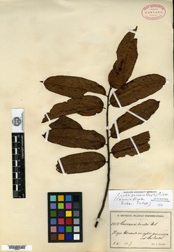 Image of Casearia bicolor