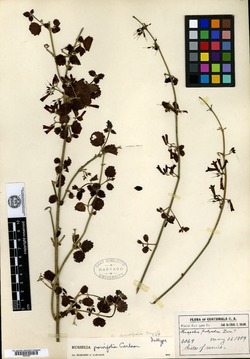 Image of Russelia parvifolia