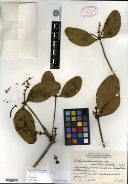 Image of Phoradendron lundellii