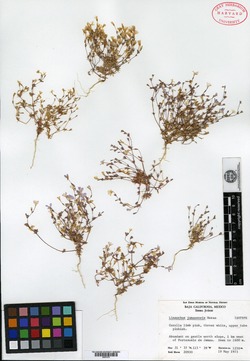 Image of Linanthus jamauensis