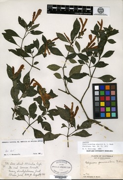 Poikilacanthus skutchii image