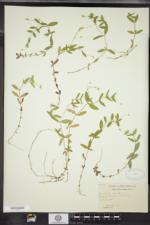 Moehringia lateriflora image