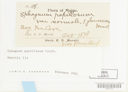 Sphagnum papillosum image
