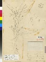 Image of Maxillaria cassapensis