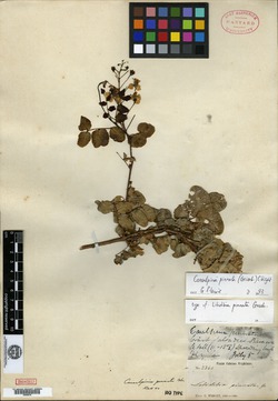 Image of Caesalpinia pinnata