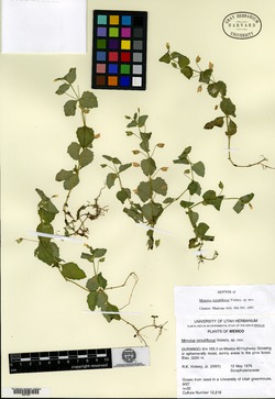 Erythranthe calciphila image