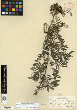 Image of Indigofera montana