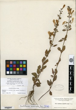 Image of Scutellaria arenicola