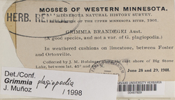 Grimmia plagiopoda image