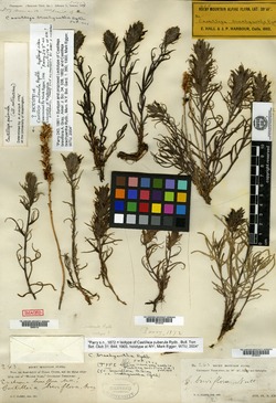 Castilleja breviflora image
