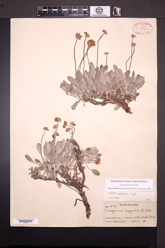 Eriogonum crosbyae image