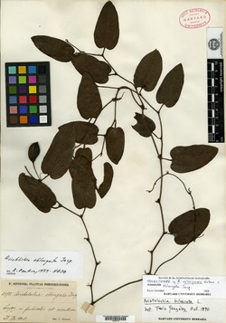 Aristolochia oblongata image
