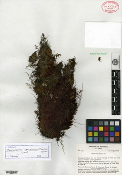 Hymenophyllum integrivalvatum image