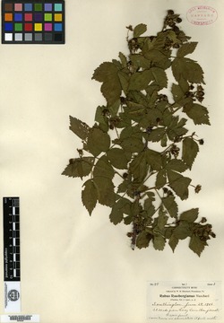 Rubus rossbergianus image